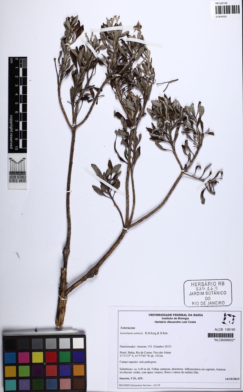 Lasiolaena santosii