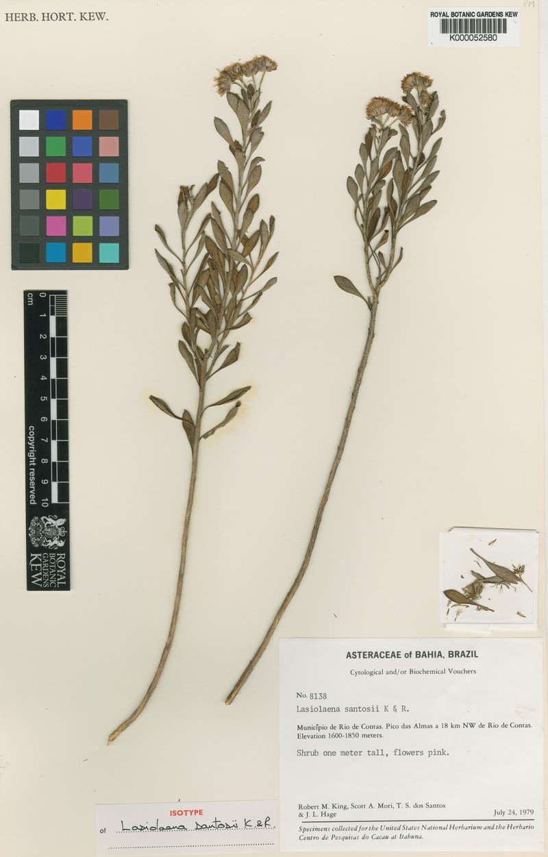 Lasiolaena santosii photo 2