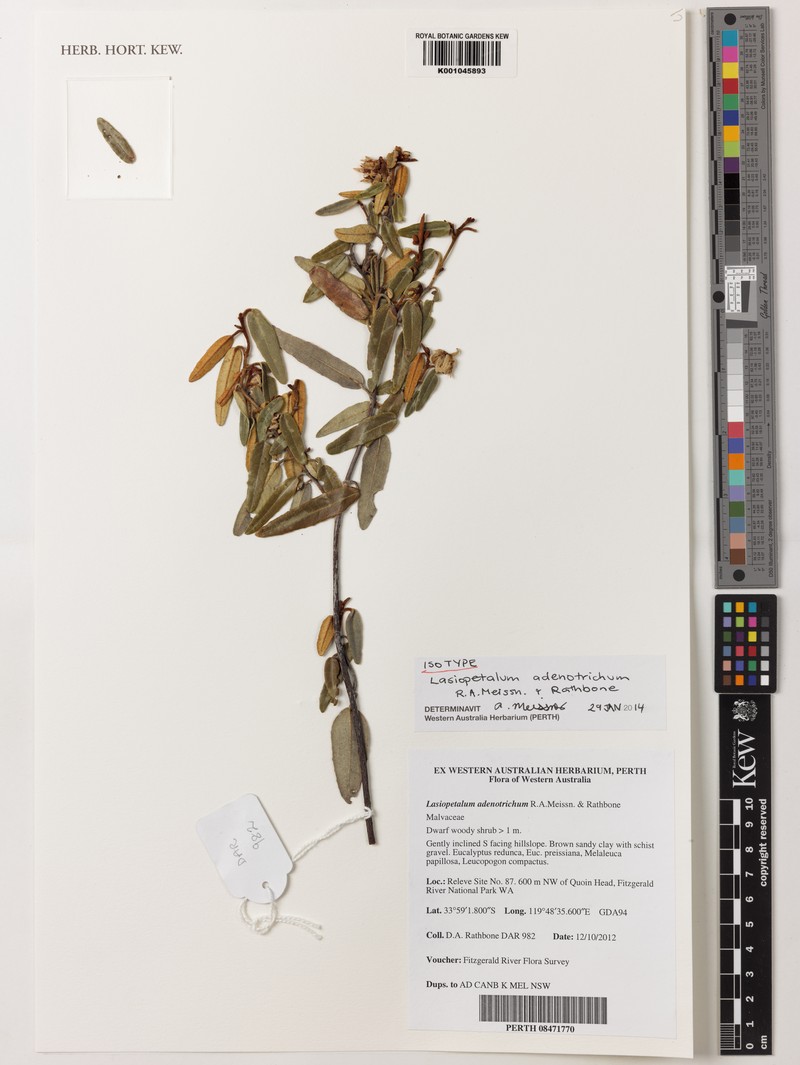Lasiopetalum adenotrichum