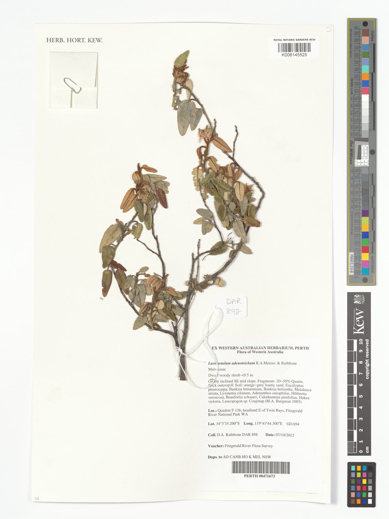 Lasiopetalum adenotrichum photo 2
