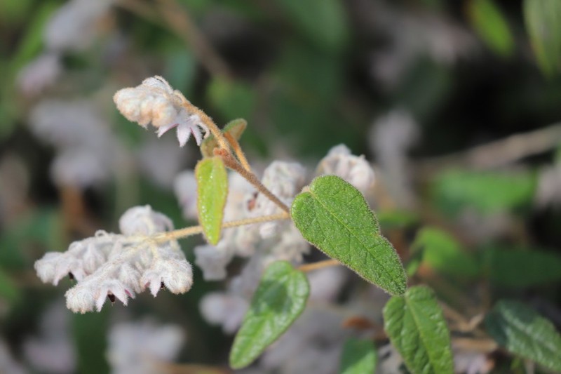Lasiopetalum biloculatum