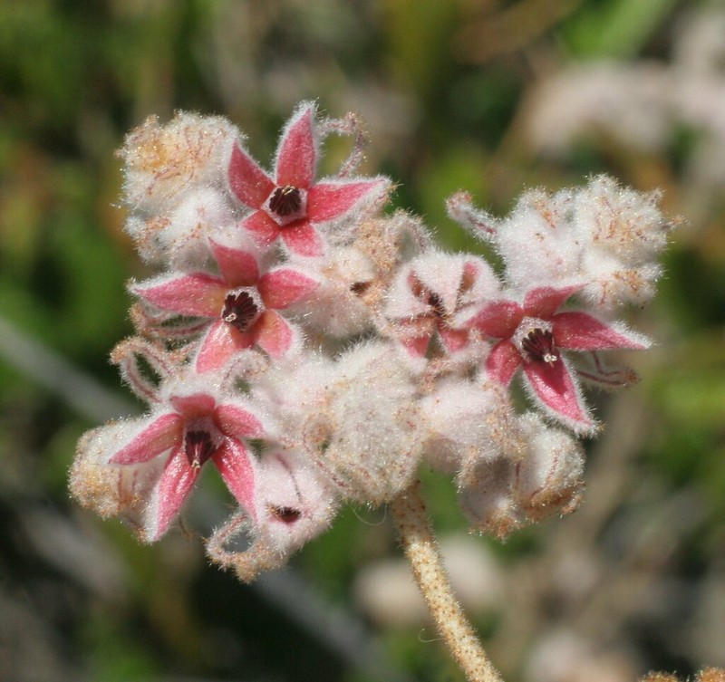 Lasiopetalum biloculatum photo 2