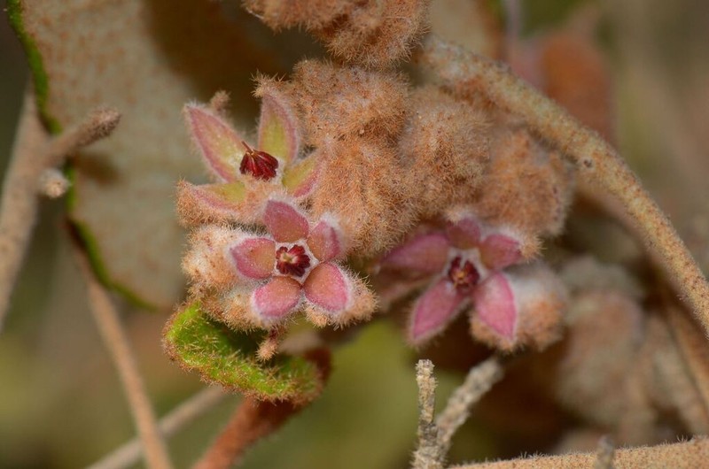Lasiopetalum biloculatum photo 4