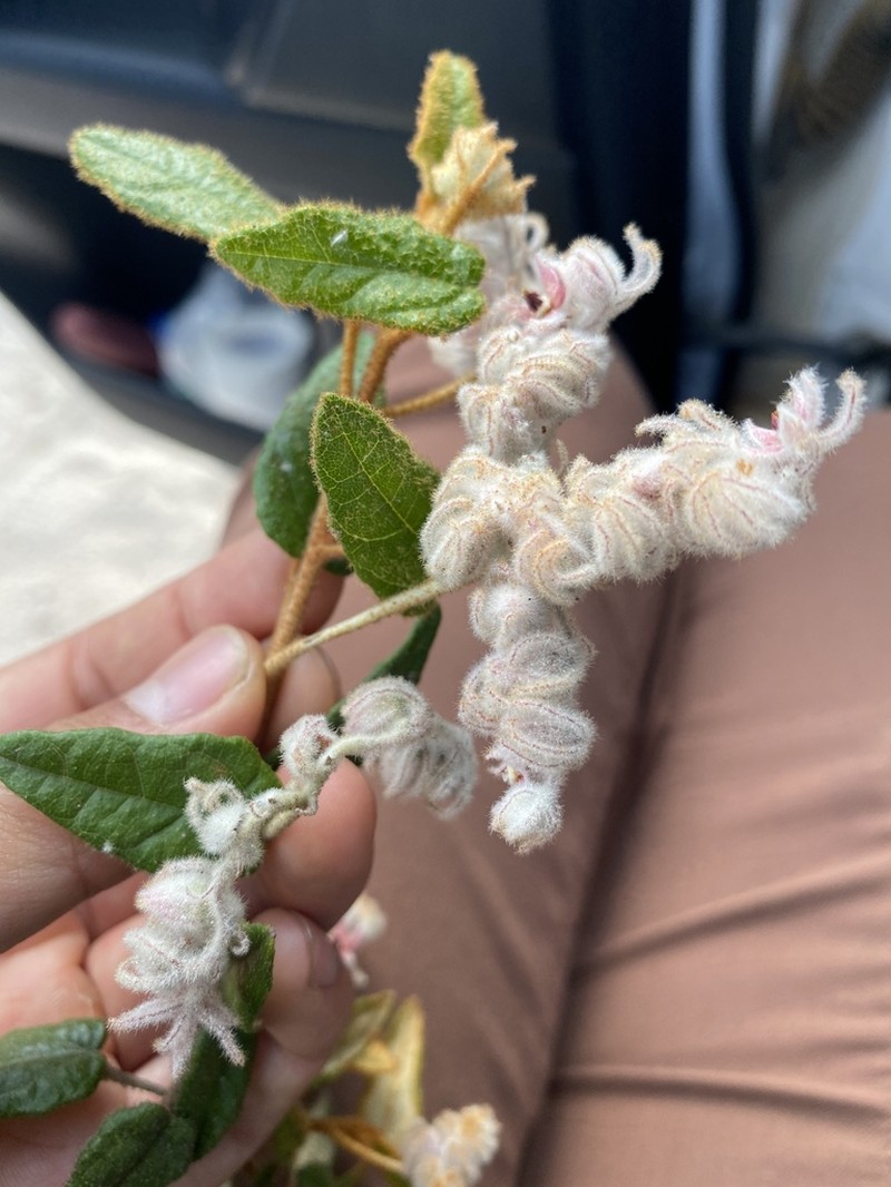 Lasiopetalum biloculatum photo 5