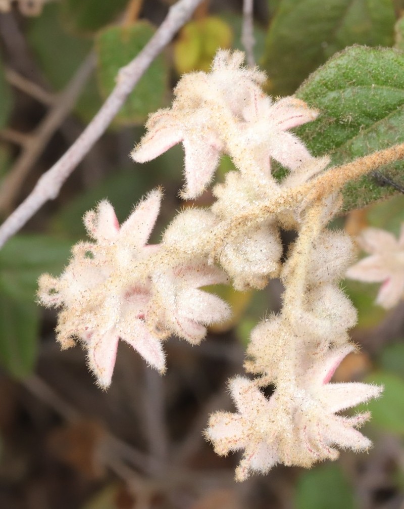 Lasiopetalum biloculatum photo 6