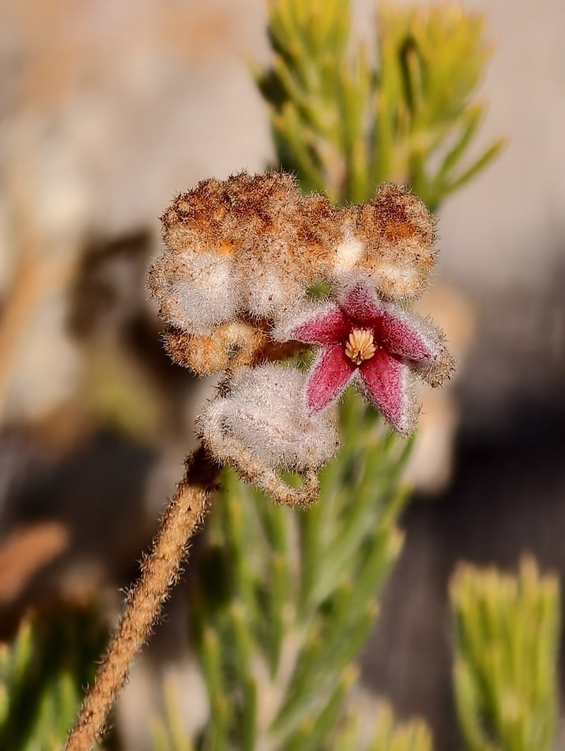 Lasiopetalum biloculatum photo 7
