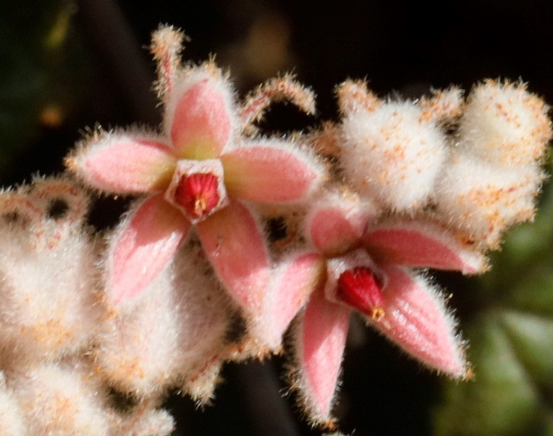 Lasiopetalum biloculatum photo 8