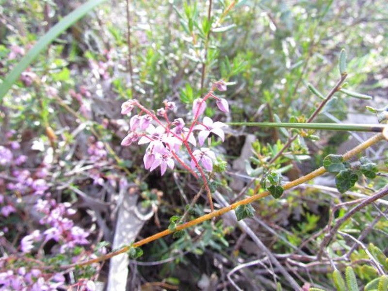 Lasiopetalum caroliae