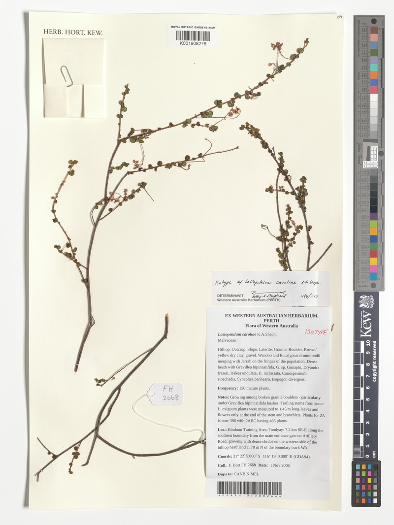 Lasiopetalum caroliae photo 2