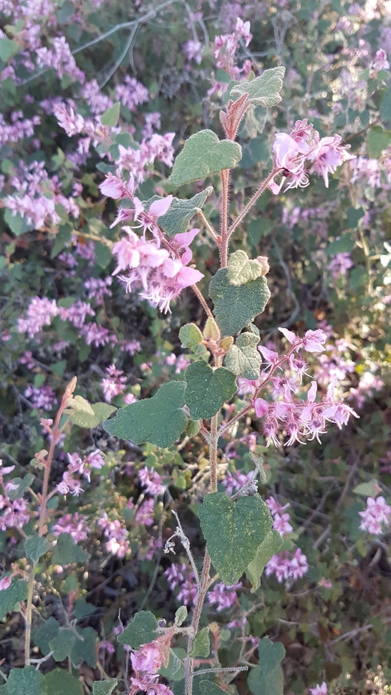 Lasiopetalum decoratum photo 2