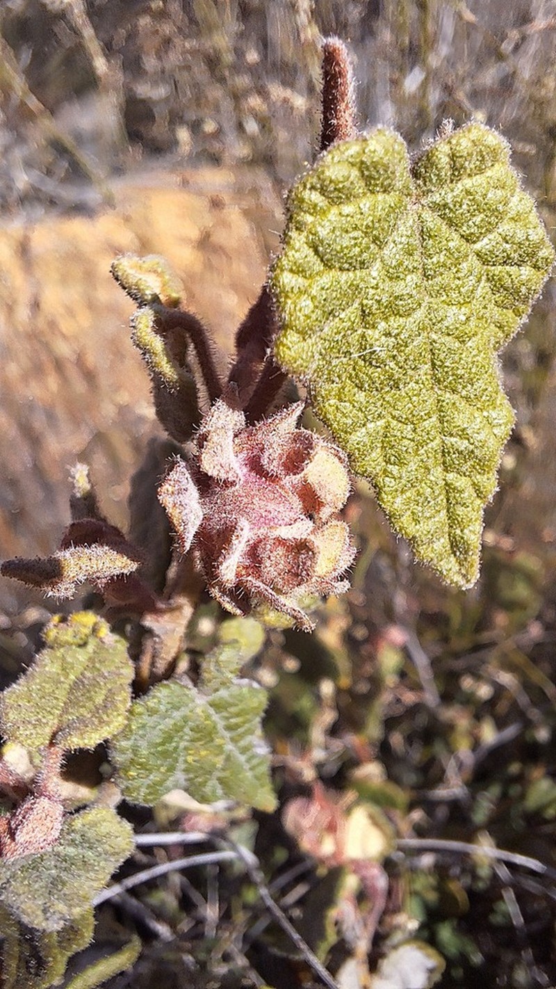 Lasiopetalum decoratum photo 3