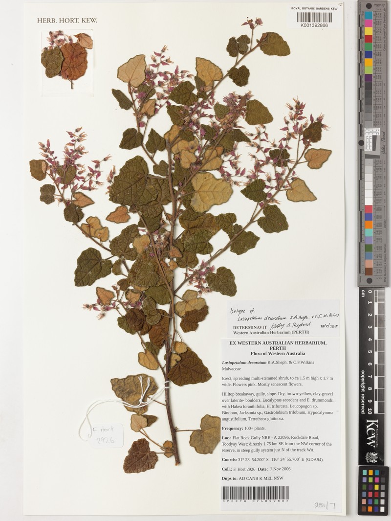 Lasiopetalum decoratum photo 4