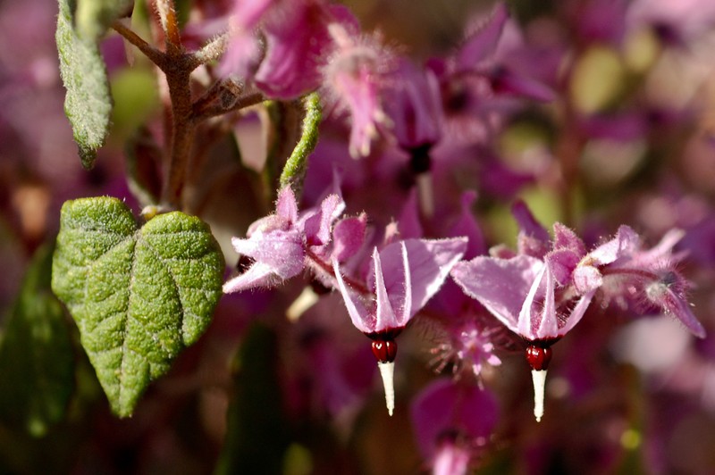 Lasiopetalum decoratum