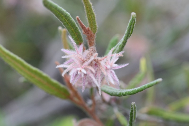Lasiopetalum erectifolium photo 2