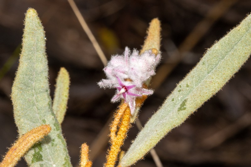 Lasiopetalum erectifolium photo 3