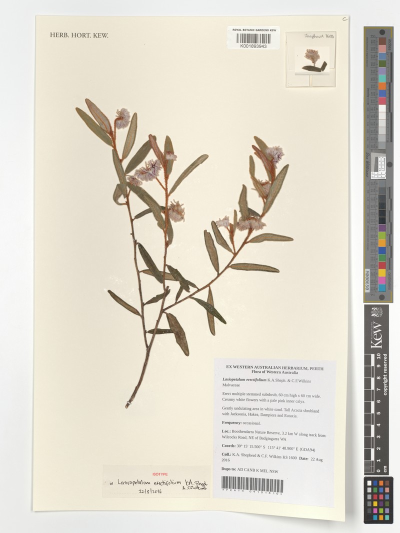 Lasiopetalum erectifolium photo 5