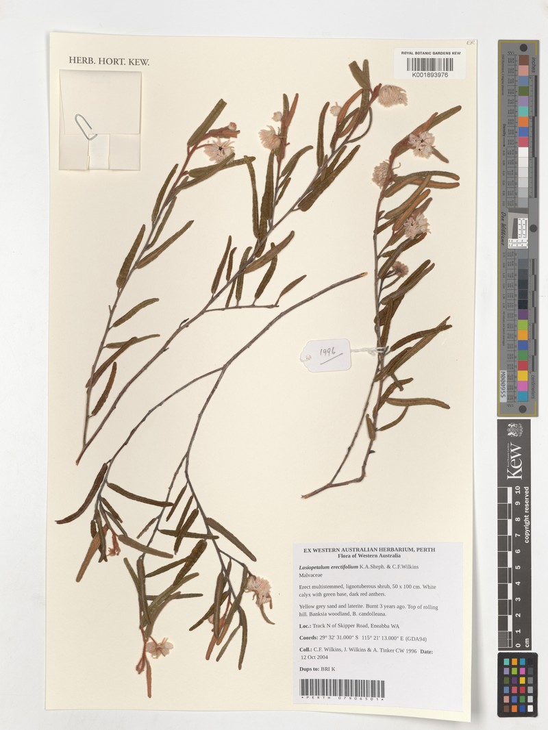 Lasiopetalum erectifolium photo 6