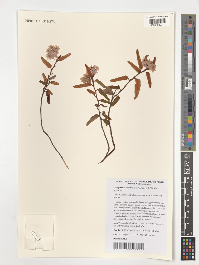 Lasiopetalum erectifolium photo 7