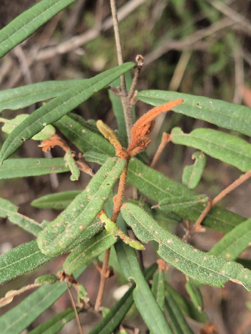 Lasiopetalum ferrugineum var. ferrugineum