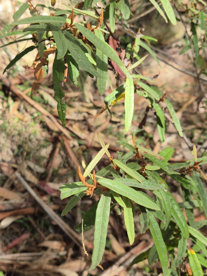 Lasiopetalum ferrugineum var. ferrugineum photo 2