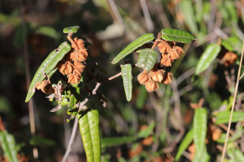 Lasiopetalum ferrugineum var. ferrugineum photo 3