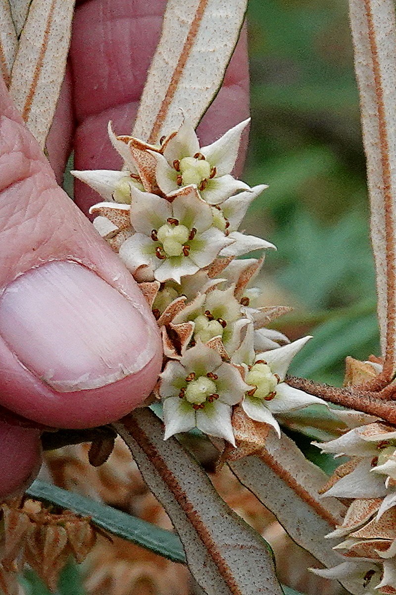 Lasiopetalum ferrugineum var. ferrugineum photo 4