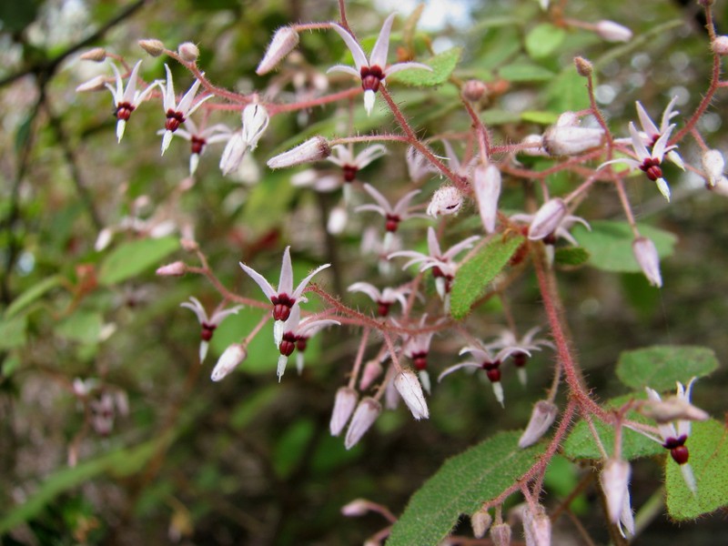Lasiopetalum floribundum