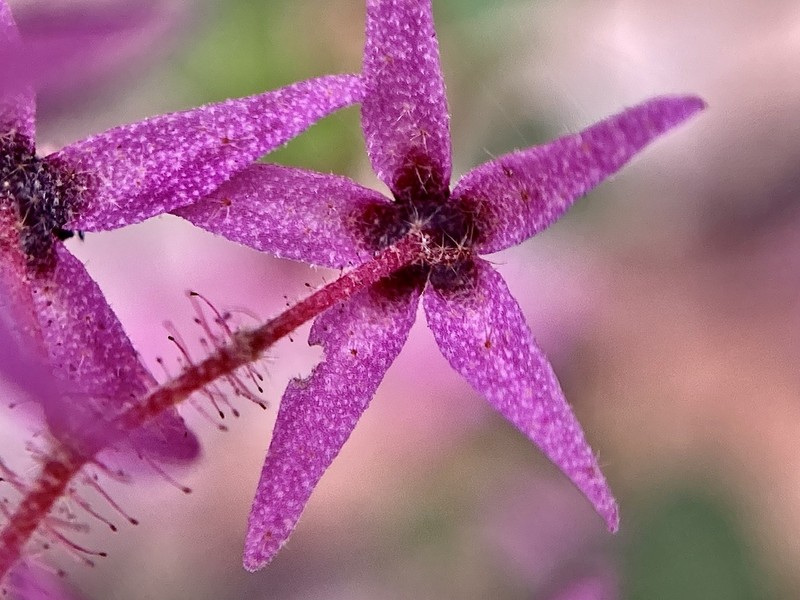 Lasiopetalum floribundum photo 2