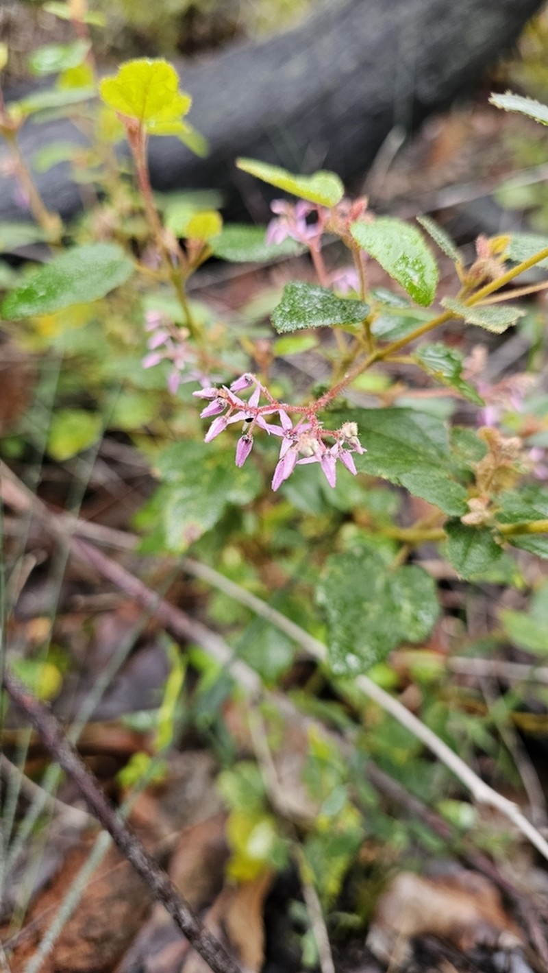 Lasiopetalum floribundum photo 3