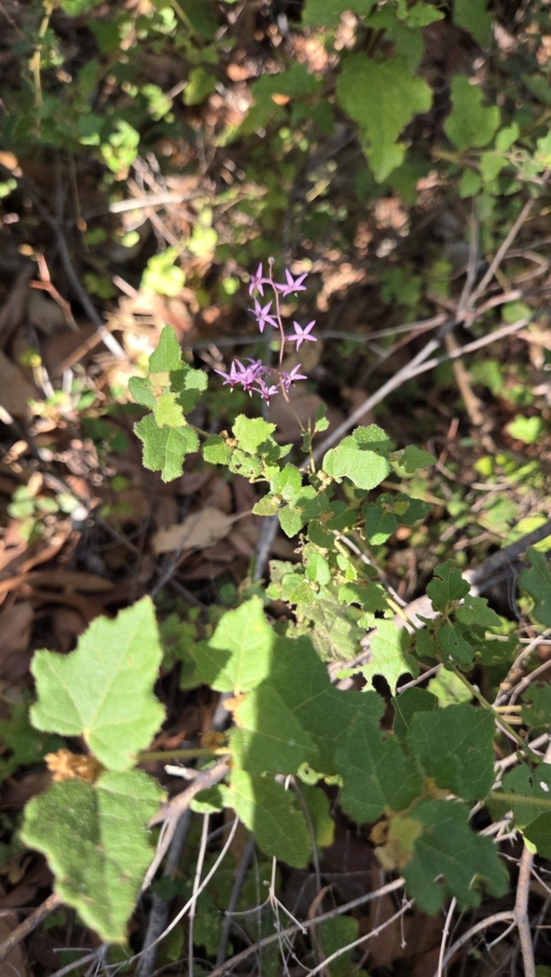 Lasiopetalum floribundum photo 4