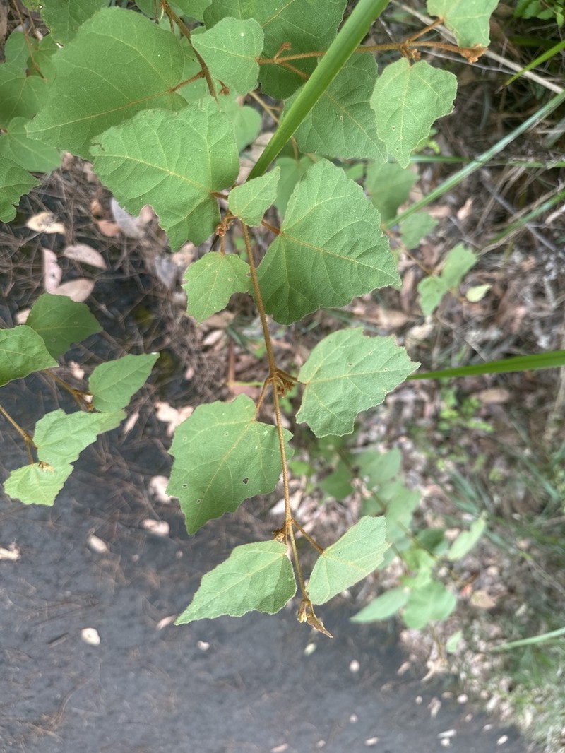 Lasiopetalum floribundum photo 5