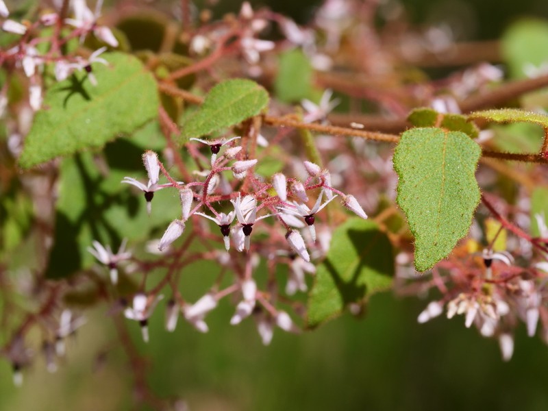 Lasiopetalum floribundum photo 6