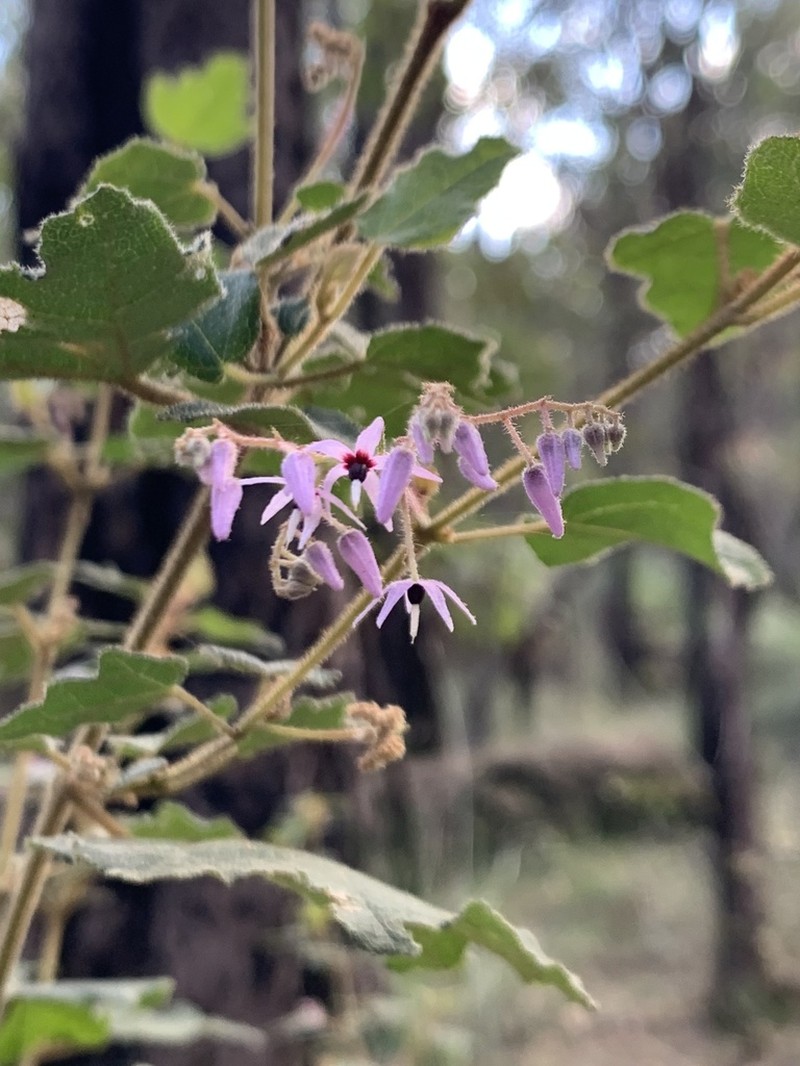 Lasiopetalum floribundum photo 7