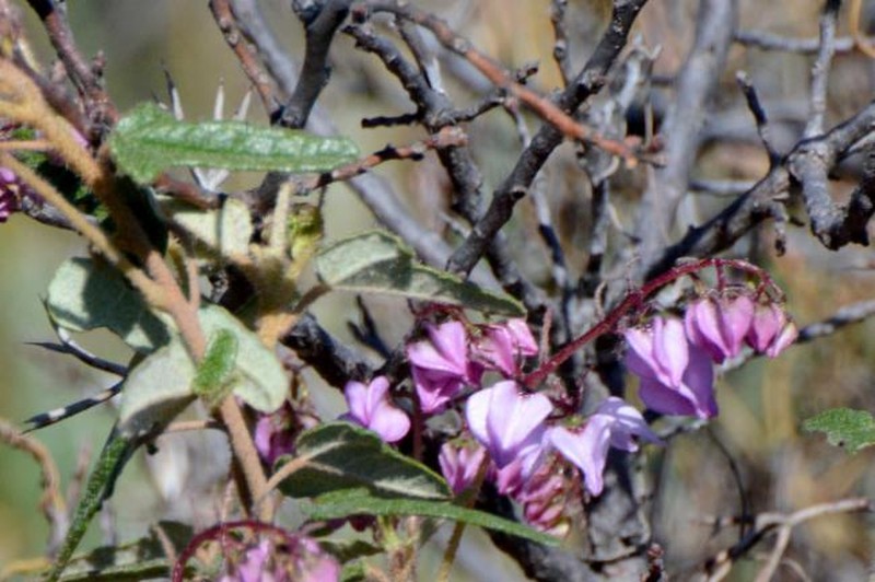 Lasiopetalum glutinosum subsp. glutinosum