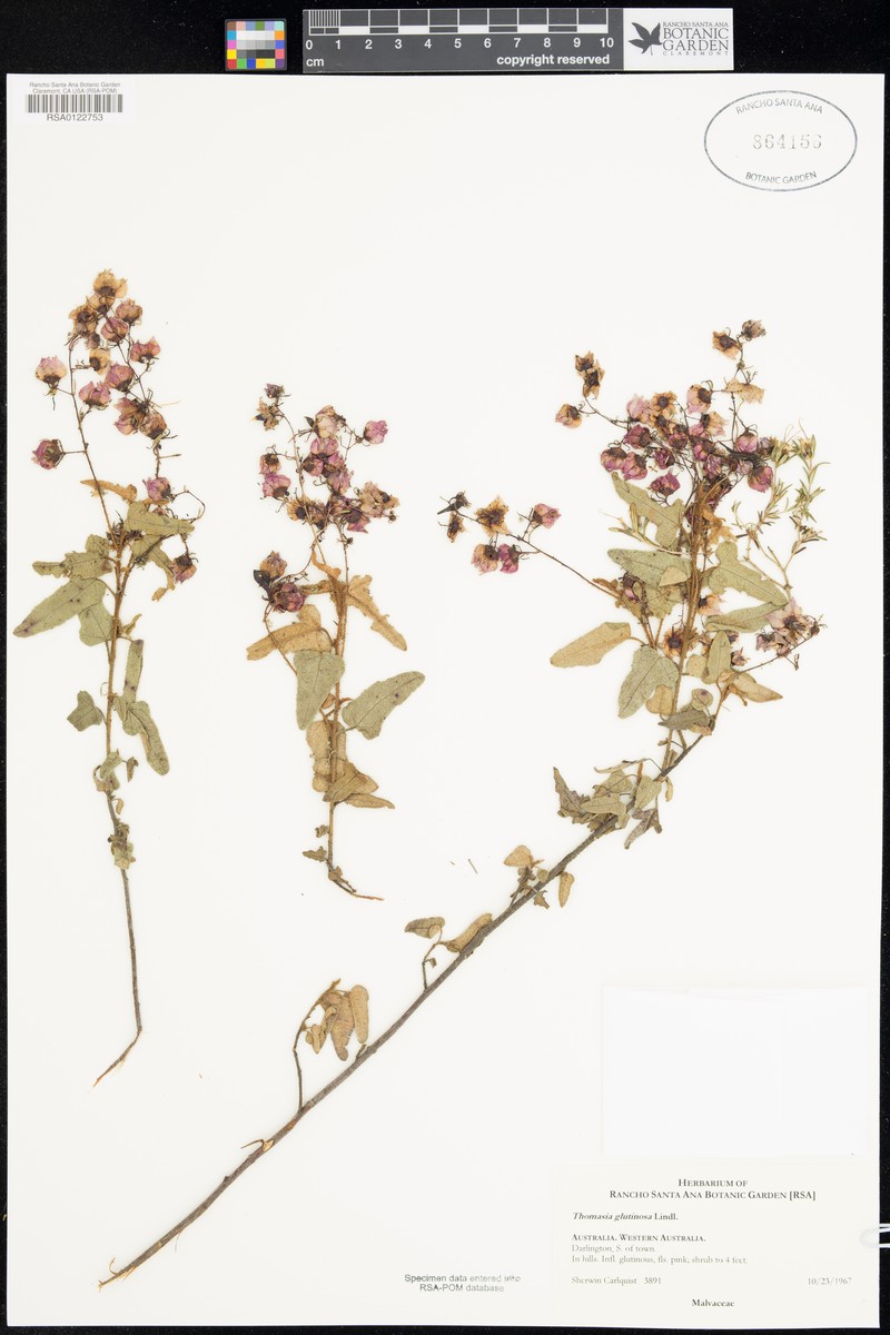 Lasiopetalum glutinosum subsp. glutinosum photo 2