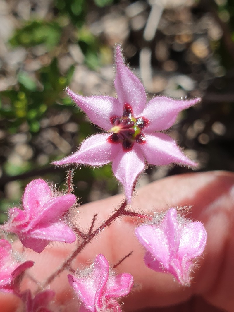 Lasiopetalum glutinosum subsp. latifolium photo 2