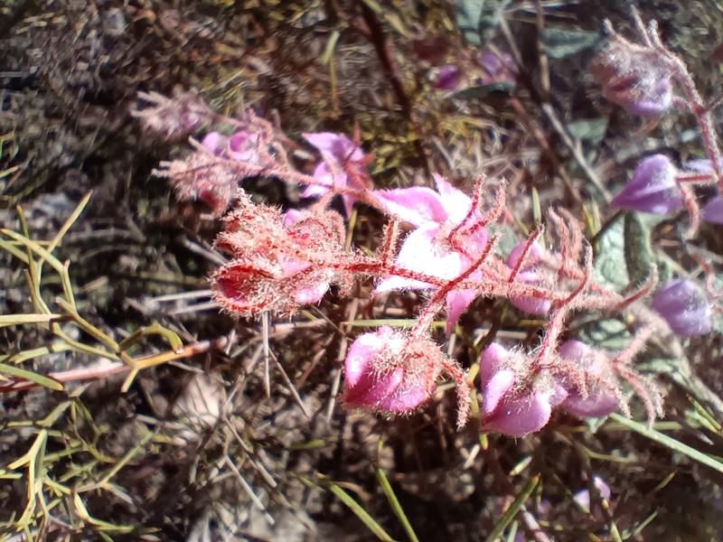 Lasiopetalum glutinosum subsp. latifolium photo 3