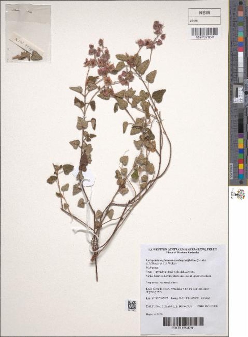 Lasiopetalum glutinosum subsp. latifolium photo 4