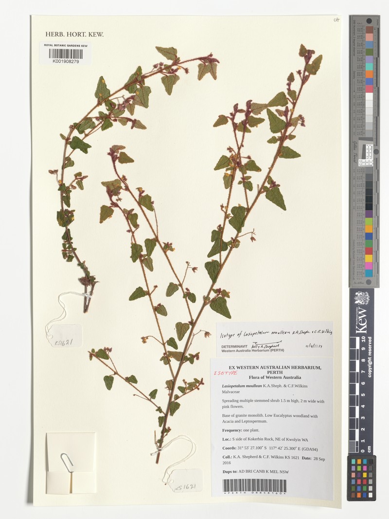 Lasiopetalum moullean
