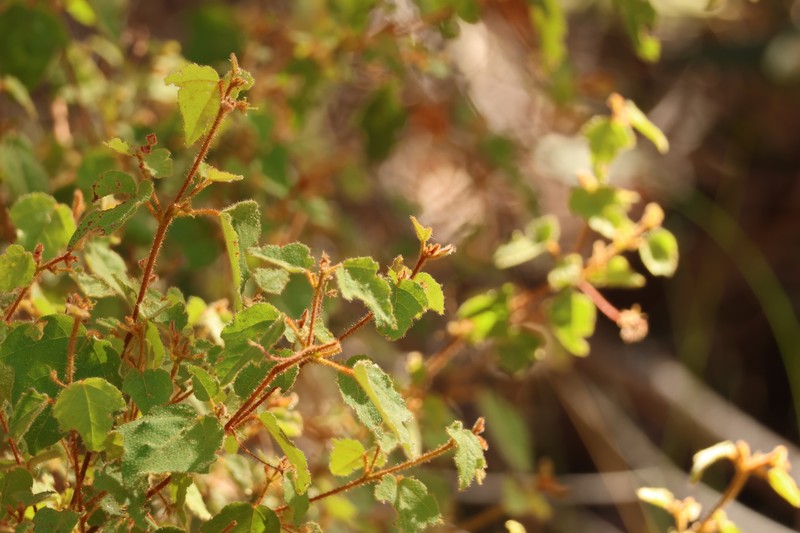 Lasiopetalum occidentale photo 3