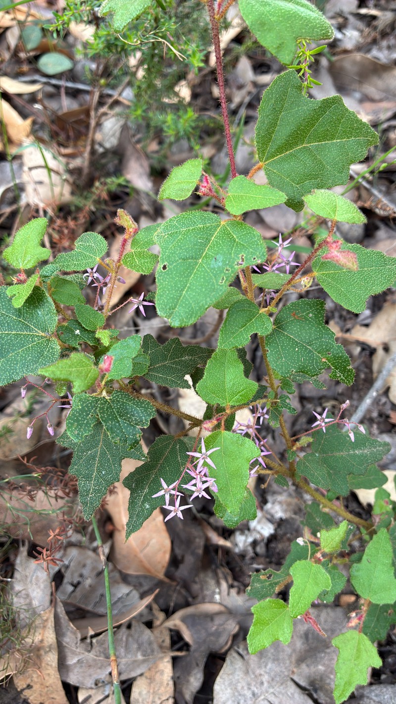 Lasiopetalum occidentale photo 4