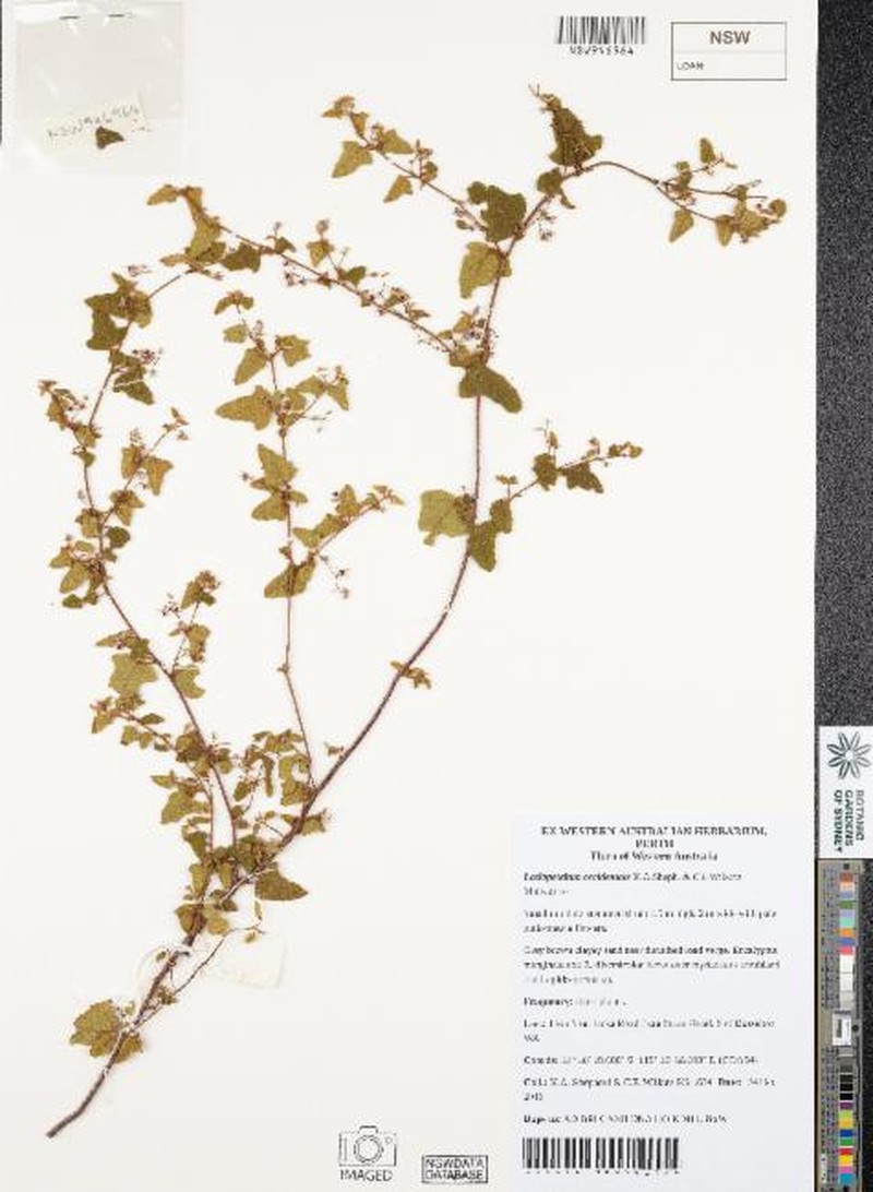 Lasiopetalum occidentale photo 5
