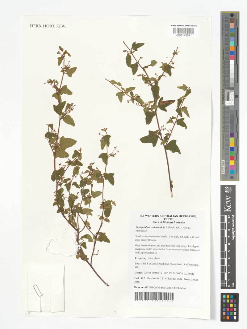 Lasiopetalum occidentale photo 6