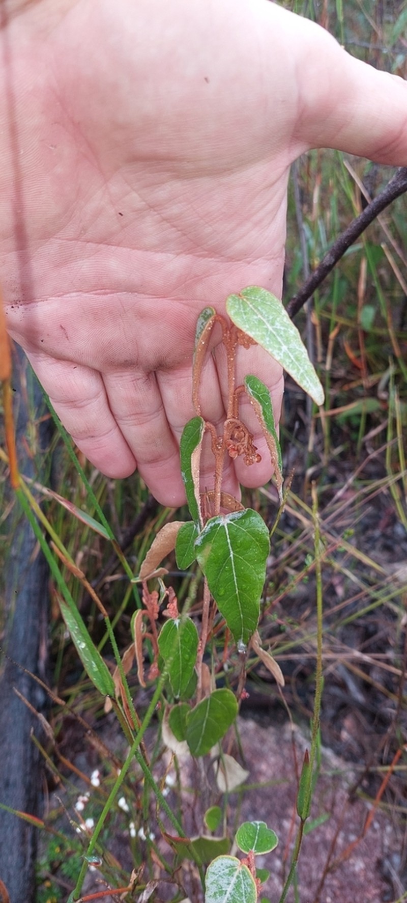 Lasiopetalum prodigiosum