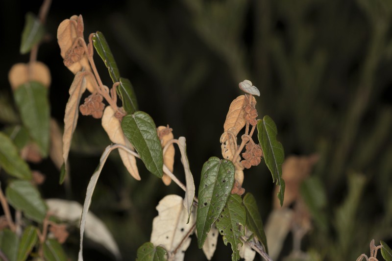 Lasiopetalum prodigiosum photo 2