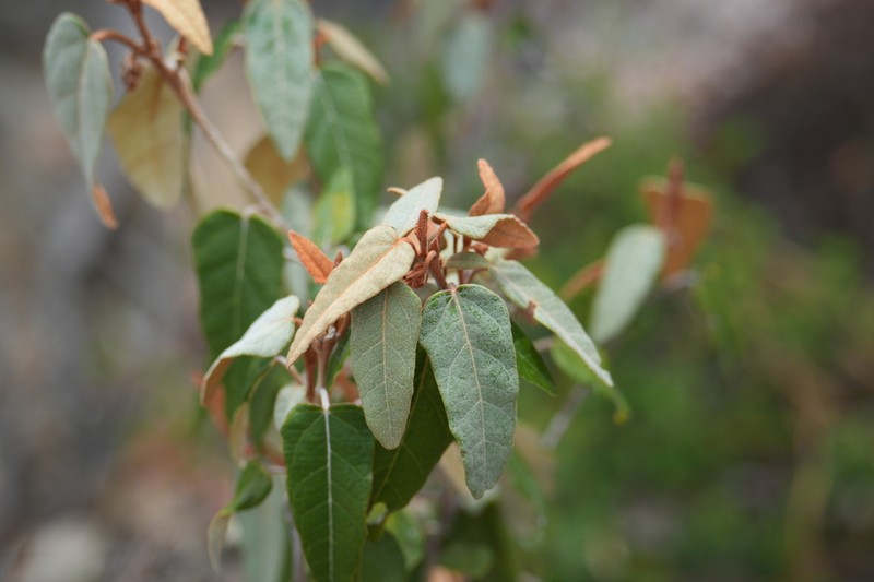 Lasiopetalum prodigiosum photo 3