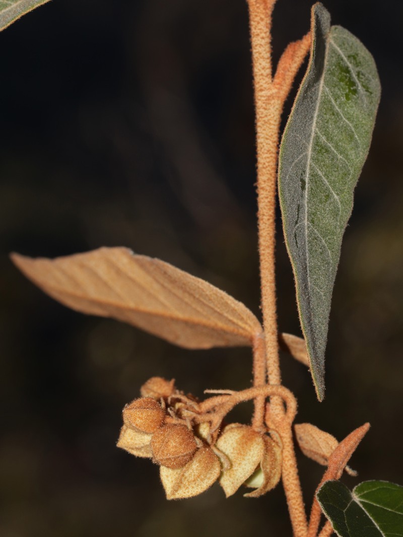 Lasiopetalum prodigiosum photo 4