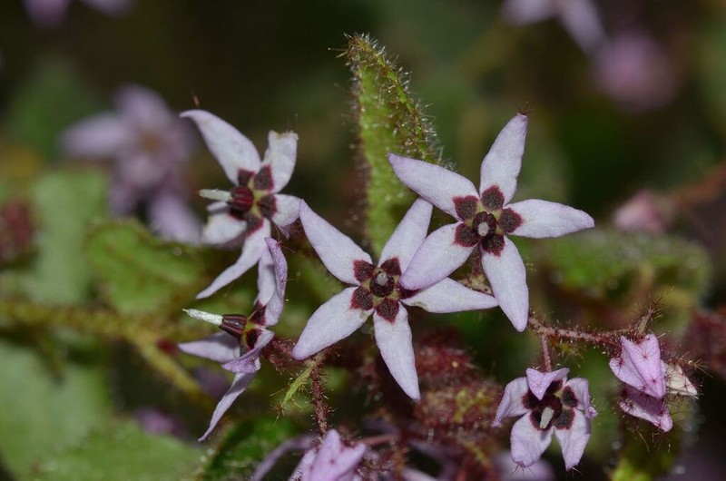 Lasiopetalum rutilans