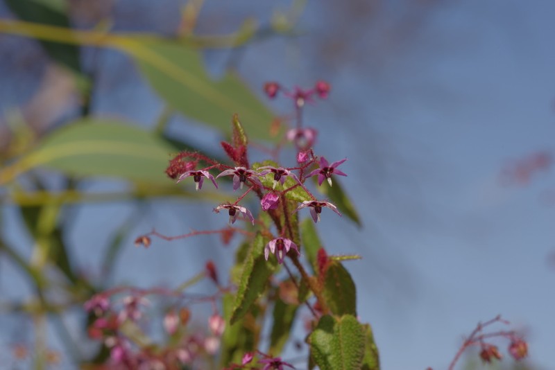 Lasiopetalum rutilans photo 2