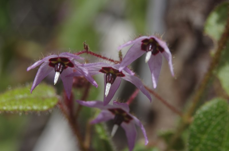 Lasiopetalum rutilans photo 3